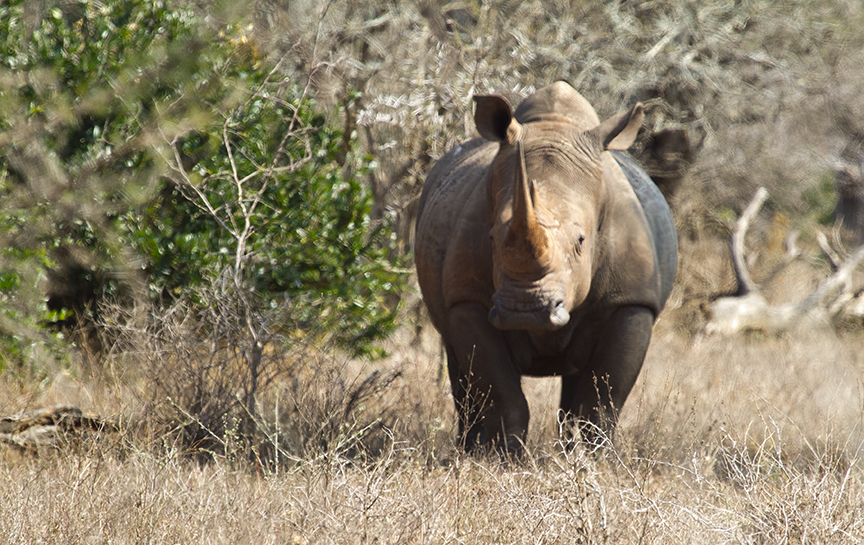 Rhino Horn Consumers, Who are they?
